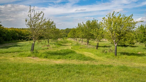 Mown paths leading through the orchard trees